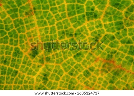 Abstract macro texture of a leaf's cellular structure. This backlit extreme detail shows the network of yellow veins contrasting with the green cells, a beautiful biological pattern