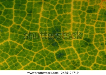 Abstract macro texture of a leaf's cellular structure. This backlit extreme detail shows the network of yellow veins contrasting with the green cells, a beautiful biological pattern