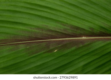 Abstract macro texture of parallel veins on a bright green tropical leaf with red brown patterns