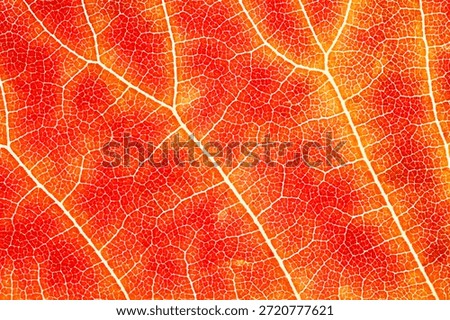 Abstract macro texture of red and orange leaf with detailed vein pattern. Colorful autumn nature background ideal for wallpaper, branding, packaging, and creative projects.