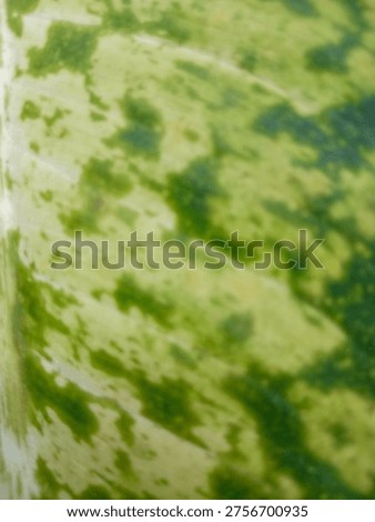 Abstract macro texture of a variegated leaf with green and white spots.Nature background with blurred variegated leaf pattern, organic green and cream texture.Close up of Dieffenbachia or Aglaonema leaf variegation, natural abstract pattern.