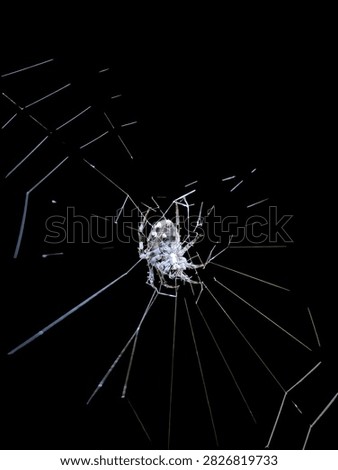 
Abstract Macro View of a Delicate Spider Web with a Small Arachnid Against a Dark Background


