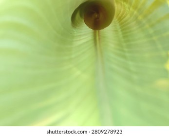 Abstract macro view inside a rolled green tropical leaf with backlit veins forming a spiral tunnel