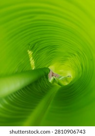 Abstract macro view inside a rolled green banana leaf creating a spiral tunnel effect. Perfect for nature background, ecology, and organic texture concepts.