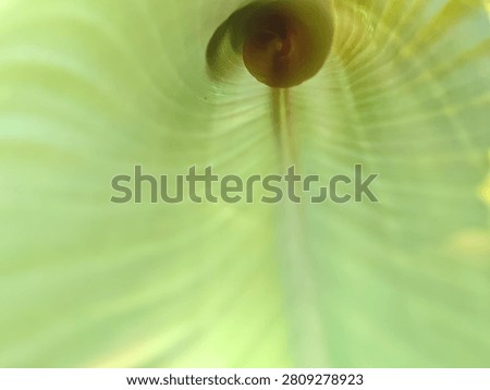 Abstract macro view inside a rolled green tropical leaf with backlit veins forming a spiral tunnel