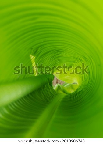 Abstract macro view inside a rolled green banana leaf creating a spiral tunnel effect. Perfect for nature background, ecology, and organic texture concepts.