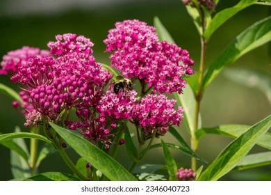 Abstract macro view of a pollinating bumblebee feeding on the flower blossoms of an attractive rosy pink swamp milkweed plant (asclepias incarnata), with defocused background.
