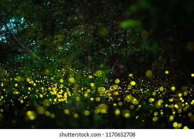 Fireflies Wild Forest Famous Romantic Place Stock Photo 1092543869 ...