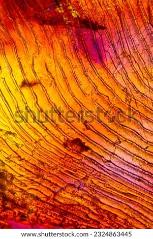 Abstract micrograph of a fish scale from a sockeye salmon at 100x, made with a polarizing microscope.