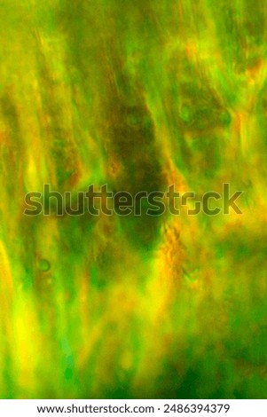 Abstract micrograph of a longitudinal section of the lamellae from a leaf of Polytrichum juniperinum, at about 1000x with polarization.