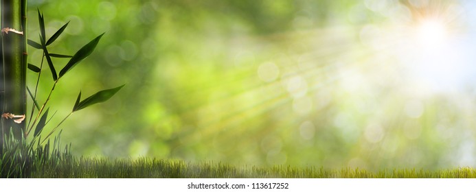 Abstract misty natural backgrounds with bamboo foliage - Powered by Shutterstock