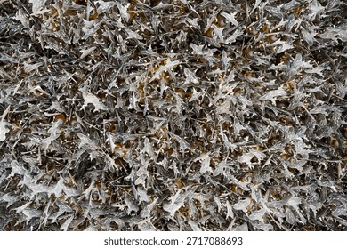 Abstract monochromatic 3D pattern of sharp organic shapes with metallic finish.