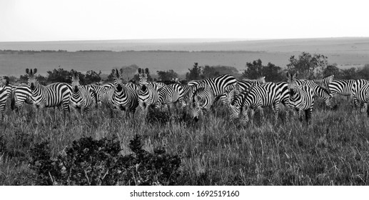 Abstract Monochrome Black And White Zebra Heard In Grassland