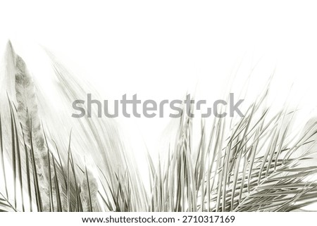 Abstract monochrome composition featuring soft palm fronds and wispy feathers against a bright white background, creating a light, ethereal texture. Color of 2026 year dancer in the white cloud