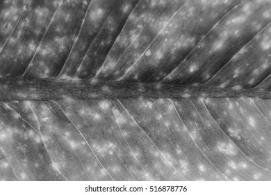 abstract monotone texture leaf background.