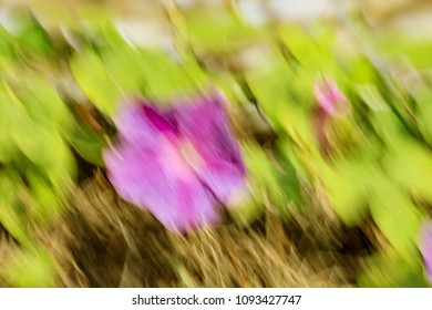Abstract motion blur effect. Spring blurred flowers.