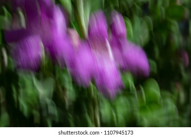 Abstract motion blur effect. Spring blurred flowers