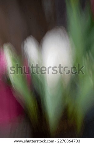 abstract motion blur of white tulips appearing to be dancing intentional camera movement and long time exposure creating movement effect and artsy dreamlike white tulip with pink and green abstract