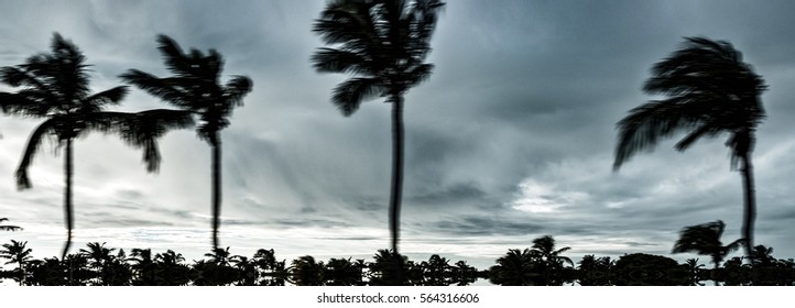 Abstract motion blurred palm leaves moving in hurricane. Climate catastrophe tropical thunderstorm palm trees on beach for weather concept news, nature template design, magazines. Image with filter