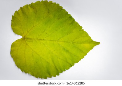 Abstract Mulberry Tree Leaf Photos For Background