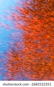 Abstract Multiple Exposure of Fall Leaves – Autumn Colors in Red, Orange, and Yellow, Seasonal Nature Stock Image