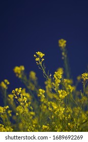 Abstract From The Mustard Field