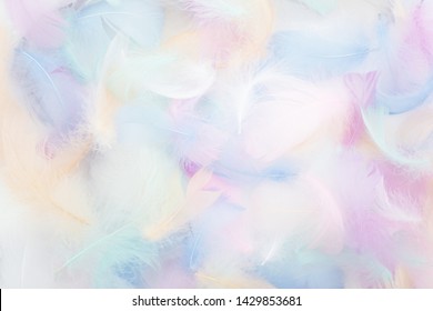 abstract nackground with soft colorfull feathers. Flat lay Foto Stok