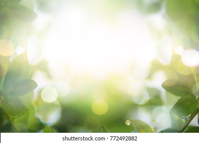 Abstract natural background of blurred light of leaves and tree.