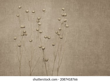 Abstract natural background. Dry flax on a background of linen fabric. Blurred background, sepia toned. Free space for text, minimalism, nordic style.