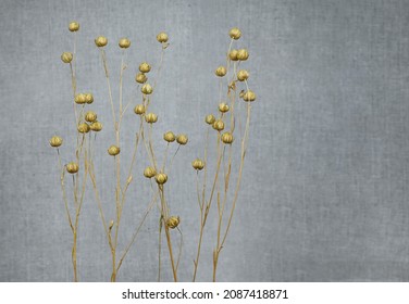 Abstract natural background. Golden dry flax on a background of gray linen fabric. Blurred background, free space for text, minimalism, nordic style.