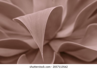 Abstract natural background. Leaves detail of a succulent in warm pastel color, earth tones, clear pink.  Subtle curving lines and very delicate shapes texture. Unique beauty in nature concept.  - Powered by Shutterstock