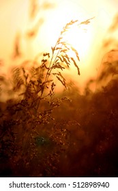 Abstract natural background is not sharp. Spikelet grass field painted in warm tones of the setting summer sun. Spikelet grass backlit. Mild background without focus