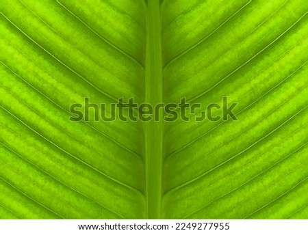 Abstract natural background. Soft focus. The green leaf of the plant. Close-up. View from above. Spring, summer background. Copy space
