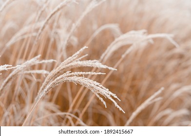 Abstract natural background of soft plants Cortaderia selloana. Frosted pampas grass on a blurry bokeh, Dry reeds boho style. Patterns on the first ice. Earth watching