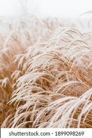 Abstract natural background of soft plants Cortaderia selloana. Frosted pampas grass on a blurry bokeh, Dry reeds boho style. Patterns on the first ice. Fluffy stems of tall grass under snow in winter