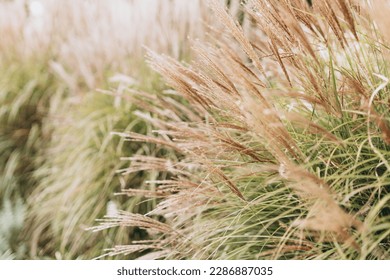 Abstract natural background of soft plants Cortaderia selloana. Pampas grass on a blurry bokeh, Dry reeds boho style. Fluffy stems of tall grass, autumn - Powered by Shutterstock