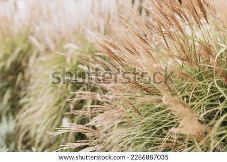 Abstract natural background of soft plants Cortaderia selloana. Pampas grass on a blurry bokeh, Dry reeds boho style. Fluffy stems of tall grass, autumn