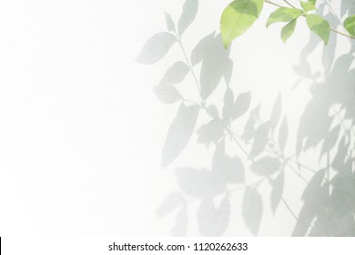 Abstract natural leaves shadow background of tree branch falling on white concrete wall texture for background, black and white monochrome tone