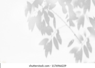 Abstract natural leaves shadow background of tree branch falling on white concrete wall texture for background, black and white monochrome tone