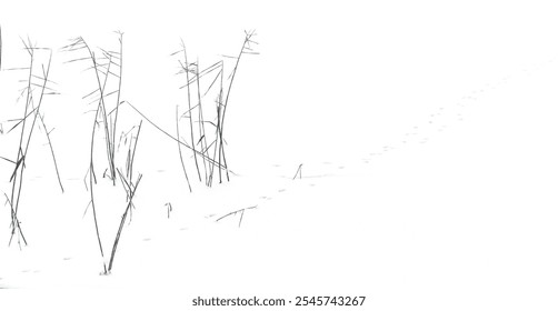 Abstract natural winter photo with silhouettes of dry coastal grass over white snow - Powered by Shutterstock