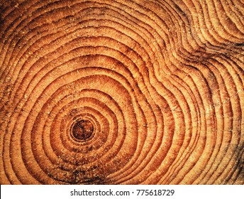 Abstract Nature Background Annular Rings On Spruce Wood