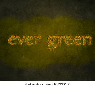 Abstract Nature Background. ever green - Shutterstock ID 107230100