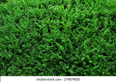 Abstract Nature Background of a Garden Hedge
