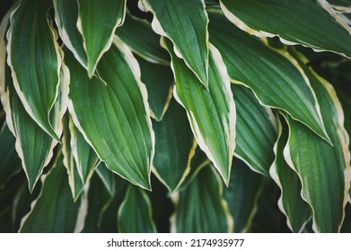 Abstract nature background with green plant leaves for creative design - Shutterstock ID 2174935977