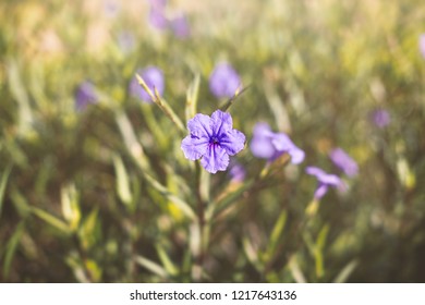Abstract nature background. Selective focus on the magenta, purple, violet flower head blooming with beautiful creamy bokeh, background with copy space.