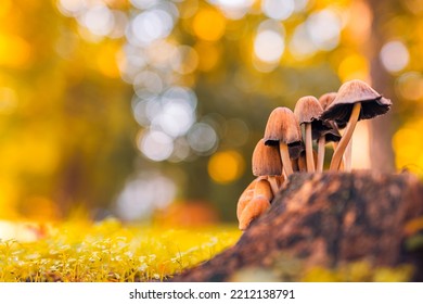 Abstract Nature Closeup. Small Mushrooms, Sunset Autumn Forest Background Macro Nature. Blurred Warm Foliage. Orange Yellow Tones. Abstract Outdoor Park Plants