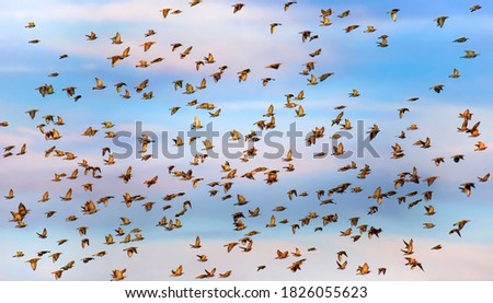 Image, Stock Photo bird migration