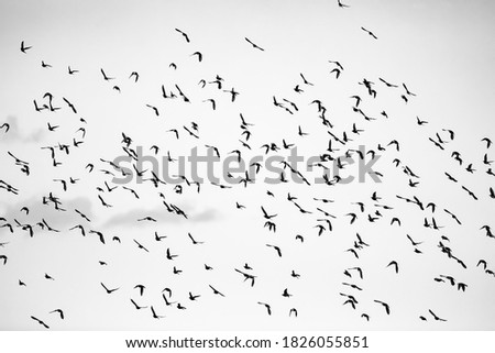 Image, Stock Photo flying Birds on the ice lake