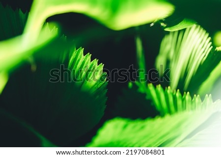 Similar – Image, Stock Photo flytrap III Plant