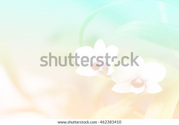 Abstract Nature Orchid Flower Pastel Color Stock Photo Edit Now